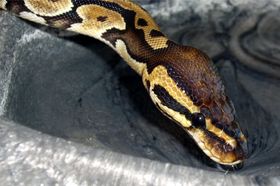 Schlangen im Biologieunterricht