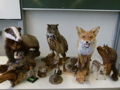 Tiere